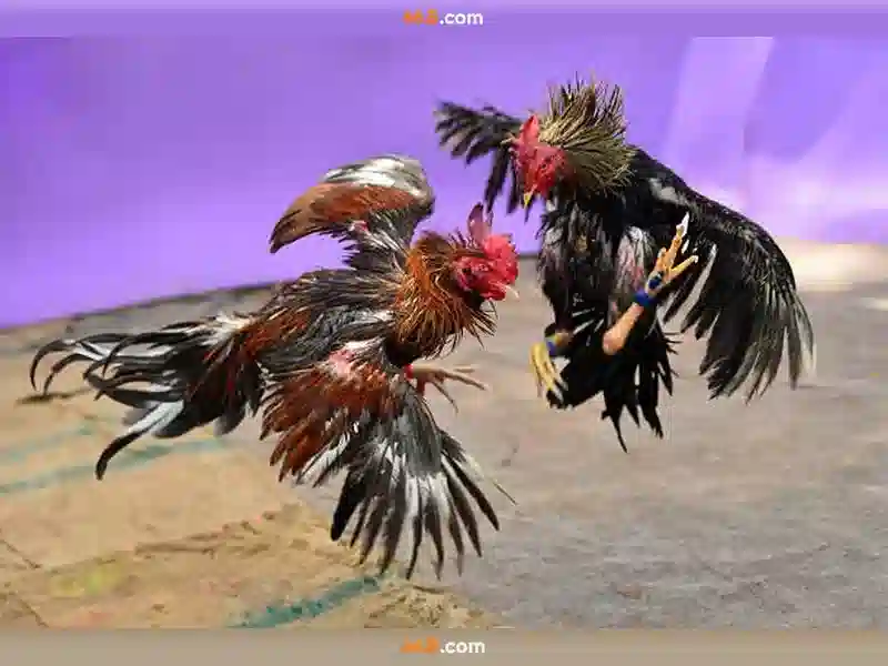 Tổng quan về tài khoản 66b