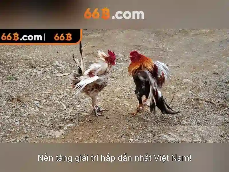 tài khoản 66b: Trải nghiệm và đánh giá tối ưu